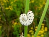 Tenthredo scrophulariae ?