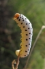 Tenthredo scrophulariae ? larva 2 de 2