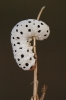 Tenthredo scrophulariae