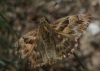 Carcharodus alceae (Esper, 1780)