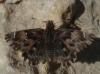 Carcharodus alceae (Esper, 1780)