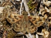 Carcharodus alceae (Esper, 1780)