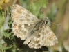 Carcharodus baeticus (Rambur, 1839)