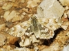 Carcharodus lavatherae (Esper, [1780])