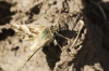 Carcharodus lavatherae (Esper, [1780])