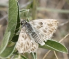 Carcharodus lavatherae (Esper, [1780])