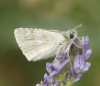 Carcharodus lavatherae (Esper, [1780])