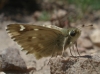 Carcharodus lavatherae (Esper, 1783)