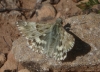 Carcharodus lavatherae (Esper, 1783)