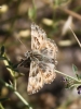 Carcharodus cf alceae (Esper, 1780)