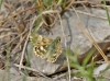 Carcharodus lavatherae (Esper, [1780])