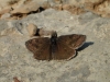 Erynnis tages (Linnaeus, 1758)