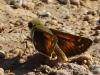 Hesperia comma (Linnaeus, 1758)