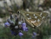 Hesperia comma (Linnaeus, 1758)