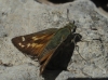Hesperia comma (Linnaeus, 1758)