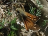 Hesperia comma (Linnaeus, 1758)