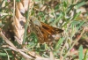Hesperia comma (Linnaeus, 1758)
