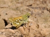 Hesperia comma (Linnaeus, 1758)