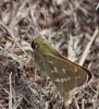 Hesperia comma (Linnaeus, 1758)