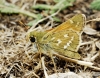 Hesperia comma (Linnaeus, 1758)