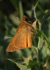 Ochlodes cf sylvanus (Esper, 1777)