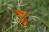 Ochlodes sylvanus (Esper, 1777)