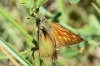 Ochlodes sylvanus (Esper, 1777)