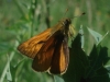 Ochlodes sylvanus (Esper, 1777)