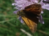 Ochlodes sylvanus (Esper, 1777)