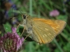 Ochlodes sylvanus (Esper, 1777)
