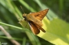Ochlodes sylvanus (Esper, 1777)