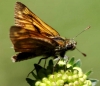 Ochlodes sylvanus (Esper, 1777)