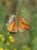Ochlodes sylvanus (Esper, 1777)