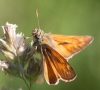 Ochlodes sylvanus (Esper, 1777)
