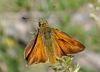 Ochlodes sylvanus (Esper, 1777)