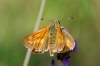 Ochlodes sylvanus (Esper, 1777)