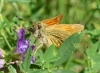 Ochlodes sylvanus (Esper, 1777)