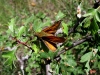 Ochlodes sylvanus (Esper, 1777)