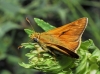 Ochlodes sylvanus (Esper, 1777)