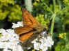Ochlodes sylvanus (Esper, 1777)
