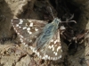 Pyrgus cf cirsii (Rambur, [1839] 1837-40)