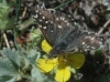 Pyrgus cf malvoides (Elwes & Edwards, 1897)