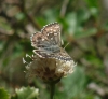 Pyrgus cf malvoides (Elwes & Edwards, 1897)