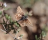 Pyrgus cf malvoides (Elwes & Edwards, 1897)