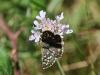Pyrgus cf malvoides (Elwes & Edwards, 1897)