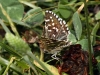 Pyrgus cf malvoides (Elwes & Edwards, 1897)