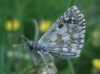 Pyrgus cf serratulae (Rambur, [1839] 1837-40)