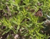 Pyrgus malvoides (Elwes & Edwards, 1897)