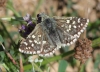 Pyrgus malvoides (Elwes & Edwards, 1897)