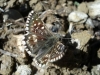Pyrgus malvoides (Elwes & Edwards, 1897)